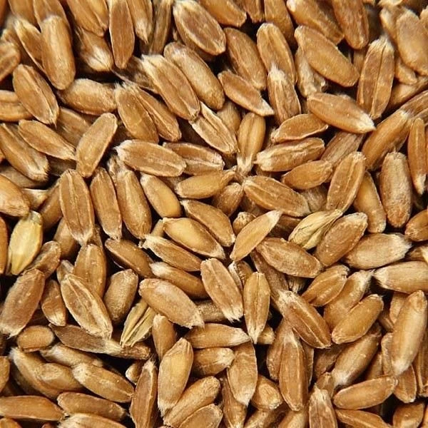 Coussin Bouillotte Epeautre Doudou Coton Organic Ours Polaire 39 Cm Efie® - GOTS – Image 4